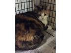 Adopt Calli a Domestic Short Hair