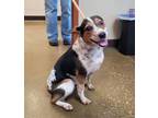 Adopt Motley a Beagle, Australian Cattle Dog / Blue Heeler