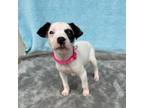 Adopt Gemini a Terrier