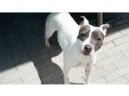 Adopt MiaTwo a Pit Bull Terrier, Mixed Breed