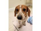 Adopt Buffy a Dachshund, Mixed Breed