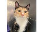 Adopt Cassie a Domestic Short Hair