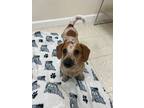 Adopt Willow a Dachshund, Mixed Breed