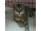 Adopt Sandy a Domestic Short Hair