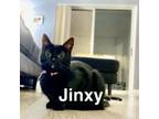 Adopt Jinxy a Domestic Short Hair