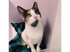 Adopt Charlotte a Domestic Short Hair