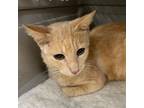 Adopt Pringles a Domestic Short Hair