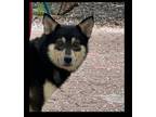 Adopt Celeste a Shiba Inu