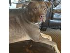 Adopt Ginger a Mixed Breed, American Staffordshire Terrier