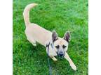 Adopt Gloria a Mixed Breed