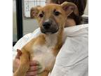 Adopt Debbie a Mixed Breed