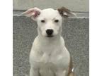 Adopt Dixie a Mixed Breed