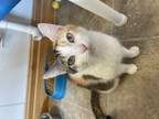 Adopt Speckles a Domestic Short Hair