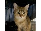 Adopt CAYENNE a Domestic Short Hair