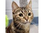 Adopt Trickster a Domestic Short Hair