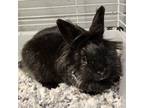 Adopt Midnight a Bunny Rabbit