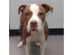 Adopt Olive a Pit Bull Terrier