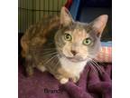 Adopt BRANDY a Domestic Short Hair