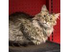 Adopt Tabitha a Domestic Long Hair