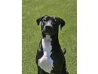 Adopt Blossom a Labrador Retriever, Mixed Breed