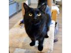 Adopt Buffy a Domestic Long Hair