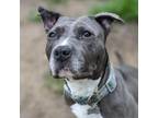 Adopt Thelma a Pit Bull Terrier