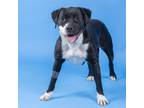 Adopt BUFFY a Pit Bull Terrier, Mixed Breed
