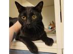 Adopt Ashley a Domestic Short Hair