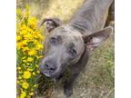 Adopt MIMI a Pit Bull Terrier, Mixed Breed