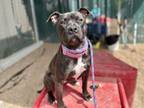 Adopt CINISI a Pit Bull Terrier