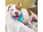 Adopt Wanda a Pit Bull Terrier, American Staffordshire Terrier