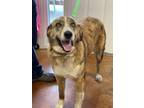 Adopt Marley a Great Pyrenees, Catahoula Leopard Dog