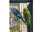 Adopt Pebbles a Parakeet (Other)