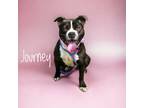 Adopt Journey a Pit Bull Terrier, Mixed Breed