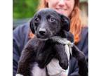 Adopt Delphi a Collie, Labrador Retriever