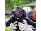 Adopt Dottie a Collie, Labrador Retriever