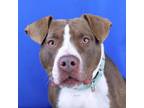 Adopt Royalty- 032215S a Pit Bull Terrier