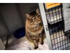 Adopt Sira a Domestic Medium Hair