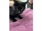 Adopt Squeak a Domestic Short Hair