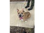 Adopt DAISY MAY a Pit Bull Terrier, Mixed Breed