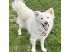 Adopt Tori a Samoyed