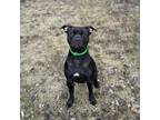 Adopt Licorice***ADOPTION PENDING*** a Pit Bull Terrier
