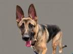 Adopt DAIAH a German Shepherd Dog, Mixed Breed