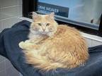 Adopt AZULA a Domestic Long Hair, Domestic Short Hair