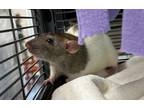 Adopt Darcy a Rat