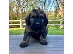 Goldendoodle Puppy for sale in Knob Noster, MO, USA