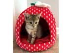 Adopt Sally Jessy Raphael a Domestic Short Hair