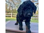 Goldendoodle Puppy for sale in Knob Noster, MO, USA