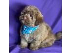 Shih-Poo Puppy for sale in Saint Cloud, FL, USA