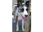 Adopt Luna a Siberian Husky, Pit Bull Terrier